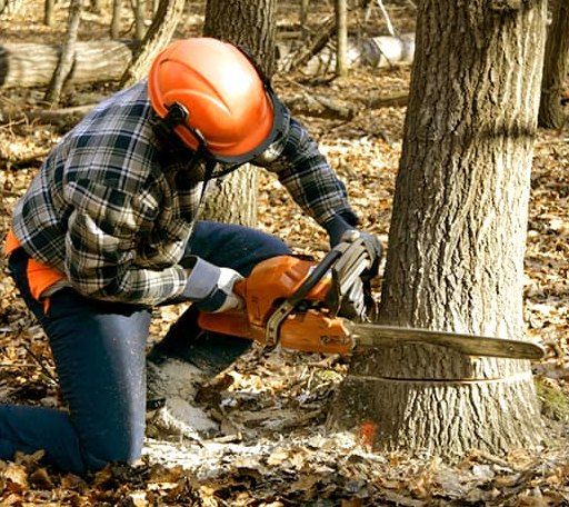 Tree Removal in York Beach, ME